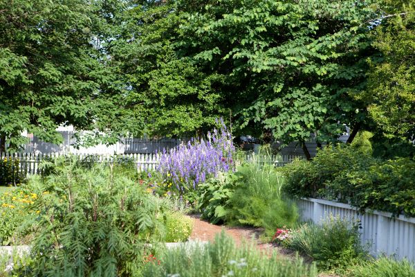 Backyard full of greenery and white wooden fences